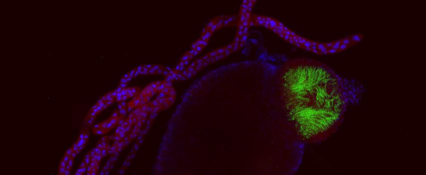 解剖猫蚤中肠. 染成蓝色(细胞核)和红色(跳蚤组织)的标本. 绿色代表前肠自身荧光跳蚤组织. 用荧光显微镜观察.