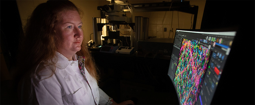Amy R. Nelson, Ph.D., assistant professor of physiology and cell biology, is investigating if pericyte dysfunction may cause reduced blood flow in Alzheimer’s disease.